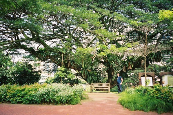 More massive leaves and a massive tree